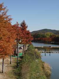 Damyang Metasequoia-lined road is very picturesque in autumn
