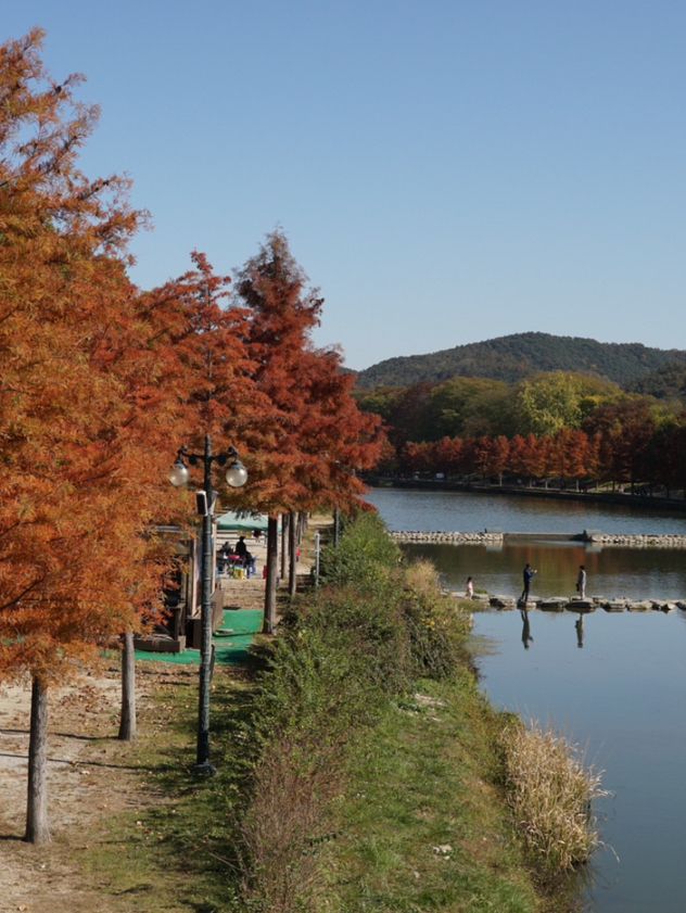 Damyang Metasequoia-lined road is very picturesque in autumn