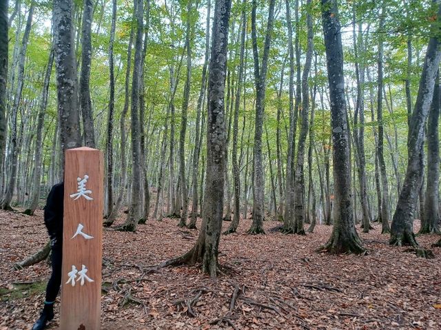 【美人林:新潟県十日町】美しい林道が広がる綺麗な場所✨