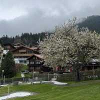 Discover the Quiet Beauty of Wengen in Spring🇨🇭
