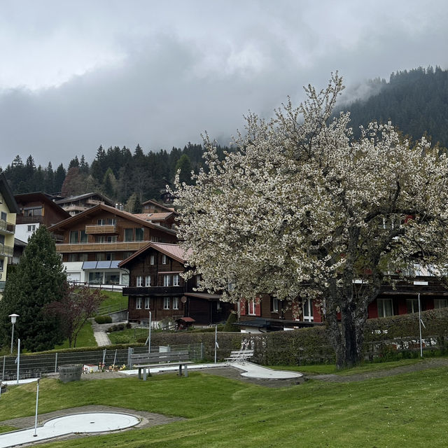 Discover the Quiet Beauty of Wengen in Spring🇨🇭