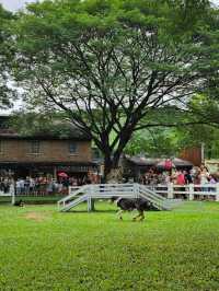 The Scenery Vintage Farm