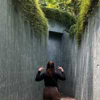 Fort Canning Tree Tunnel ✨🌳🌱