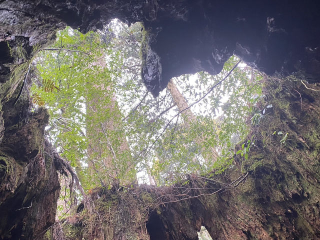 屋久島の縄文杉までの道が幻想的すぎた！