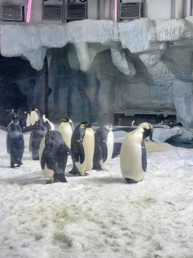 🐋 珠海長隆海洋王國：與海洋共舞的奇幻旅程