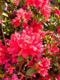 【愛知】美しすぎる色とりどりのツツジの花の壁🌺✨