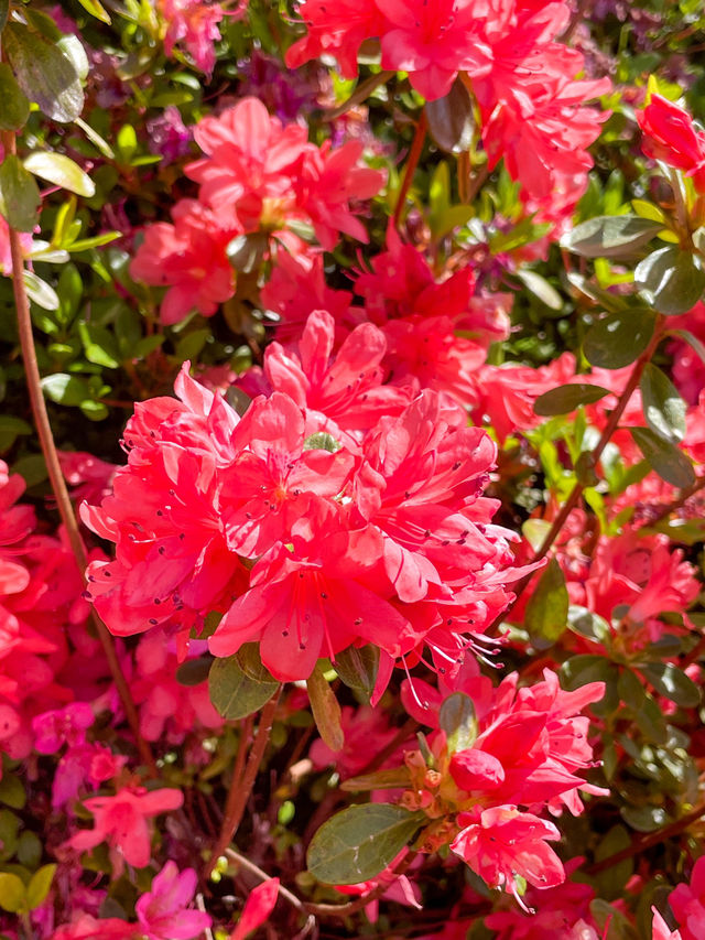 【愛知】美しすぎる色とりどりのツツジの花の壁🌺✨