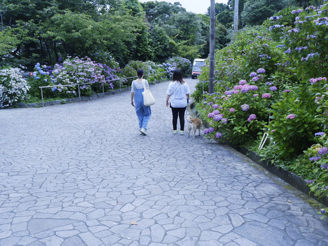 日本六月花海：靜岡縣免費景點