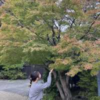 名古屋とは思えない？！緑豊かな白鳥庭園🌳