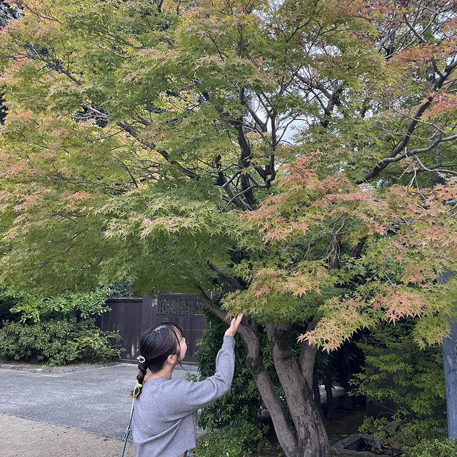 名古屋とは思えない？！緑豊かな白鳥庭園🌳