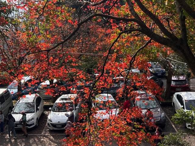 新北｜拱北殿賞楓