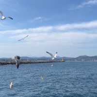 🇰🇷韓國濟州島-牛島 우도