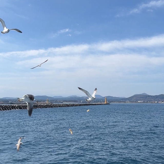 🇰🇷韓國濟州島-牛島 우도