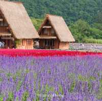 Hokkaido Flower Park Khaoyai