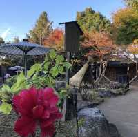 🇯🇵【島根県】由志園！！紅葉シーズンが更に美しい✨
