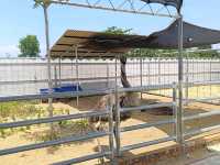 Place for Kids! TTI Mini Zoo