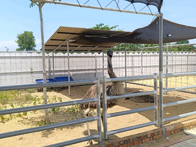 Place for Kids! TTI Mini Zoo