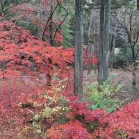 浸泡在露天溫泉，觀賞著遍山紅葉