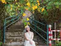 🌼 ทุ่งดอกบัวตองที่ใหญ่ที่สุดในไทยบานแล้ว