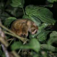 3 Reasons Why Must Explore the Kinabatangan River 