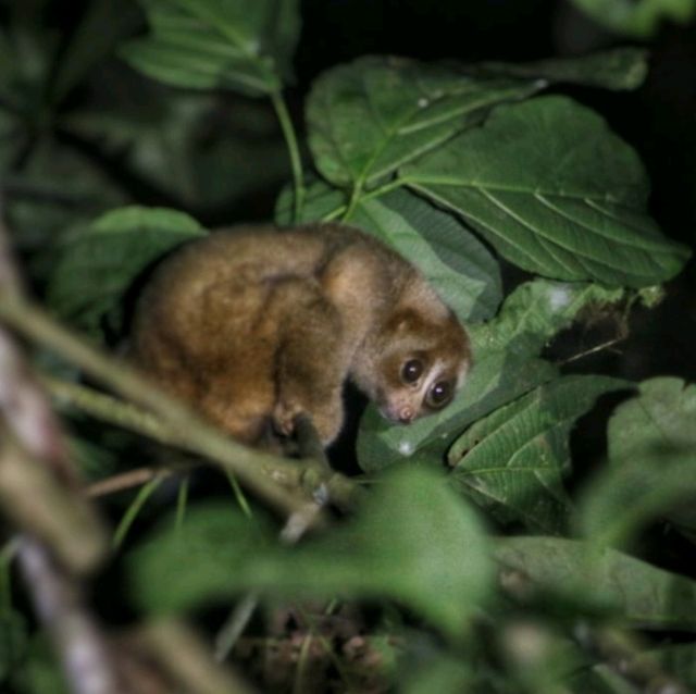 3 Reasons Why Must Explore the Kinabatangan River 