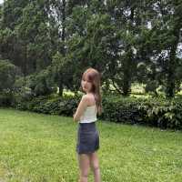 คาเฟ่ป่าสน ในเชียงใหม่