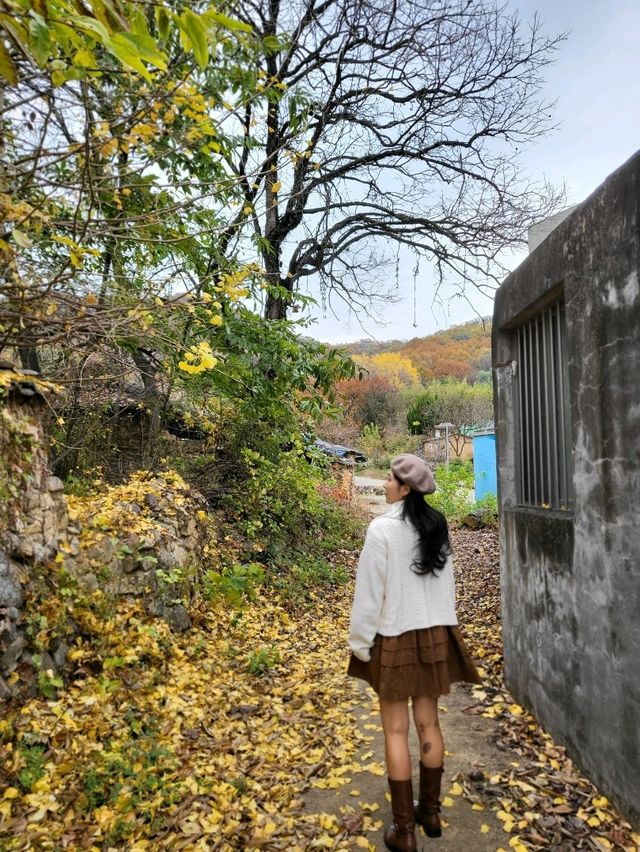 늦가을 즐기기 안성맞춤 성주 한옥마을