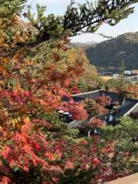 (실시간) 가을빛 가득 담은 광주 화담숲, 모노레일을 곁들인..🍁🤎