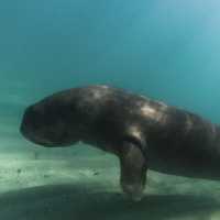 Coron 必追 Dugong!!!🤩