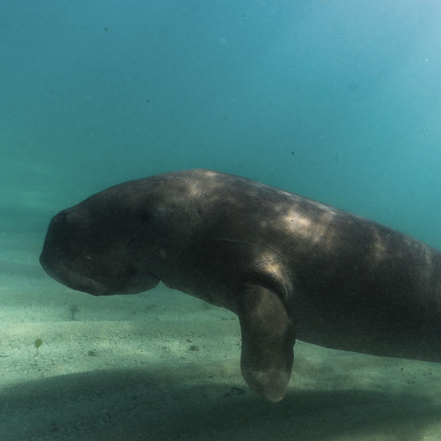 Coron 必追 Dugong!!!🤩