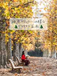 まるで映画のワンシーン🎬新宿御苑『プラタナス並木』🌲
