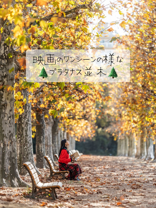 まるで映画のワンシーン🎬新宿御苑『プラタナス並木』🌲