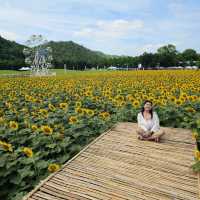 ทุ่งดอกทานตะวัน จังหวัด กาญจนบุรี