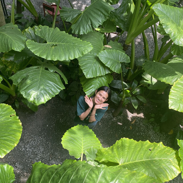 ในดงบอน คาเฟ่