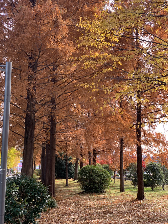 정말 좋았던 가을 단풍놀이🍂🍁