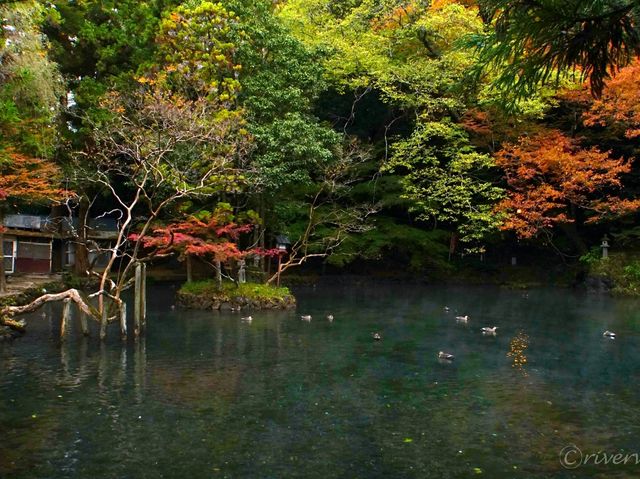 【栃木県】栃木版モネの池！？「出流原弁天池」