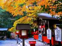 京都🇯🇵野宮神社