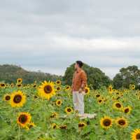 ดอกทานตะวันที่บานแล้วที่ไร่มณีศร 🌻