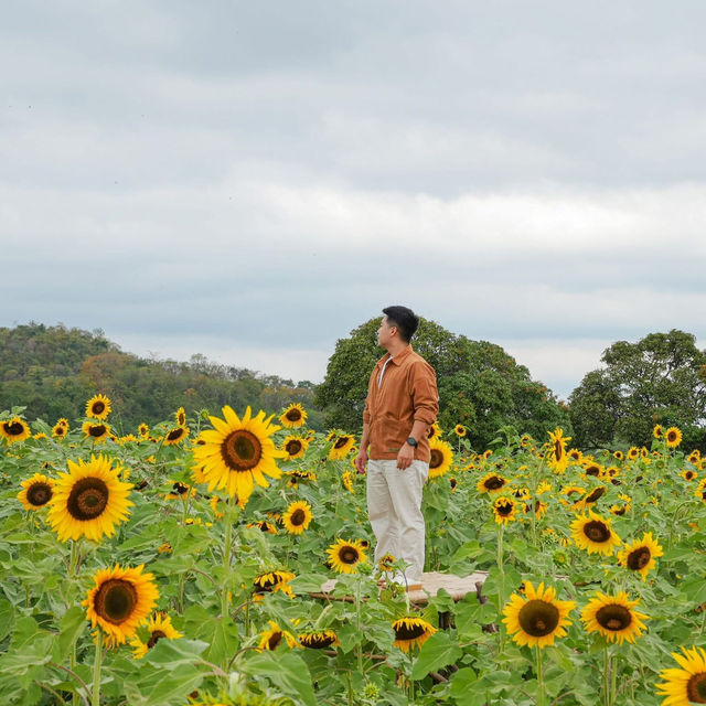 ดอกทานตะวันที่บานแล้วที่ไร่มณีศร 🌻