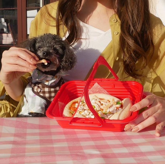 【愛知】ペットと乗り物に乗れるラグーナテンボス🐶