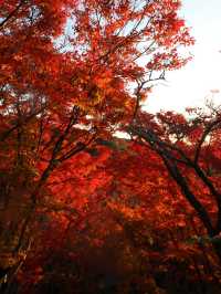 【京都🇯🇵】真っ赤な紅葉を夕暮れ時に