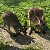 🐨 造訪瑪璐考拉和動物公園的歡樂時光 🌿
