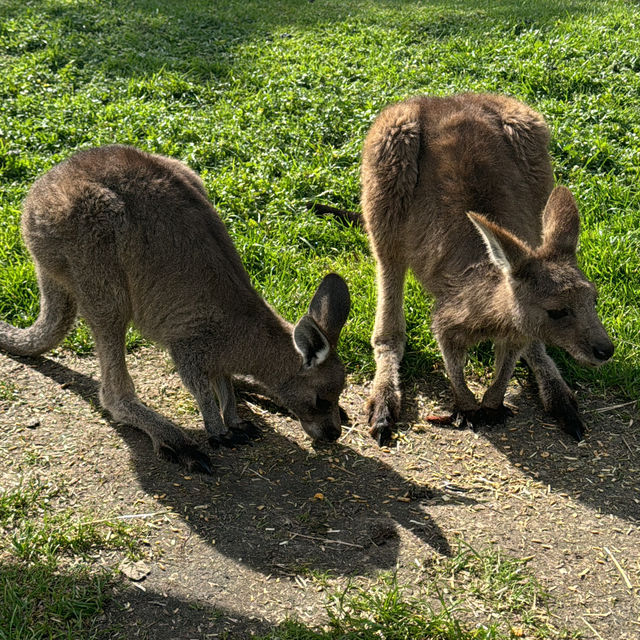 🐨 造訪瑪璐考拉和動物公園的歡樂時光 🌿