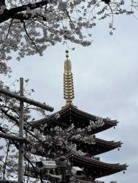 Sensō-ji Temple in Full Bloom: A Perfect Sakura Escape