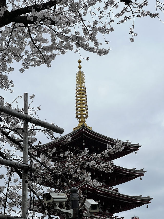 Sensō-ji Temple in Full Bloom: A Perfect Sakura Escape
