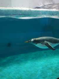 นางเงือกมีจริงที่ Zhejiang Polar Ocean World