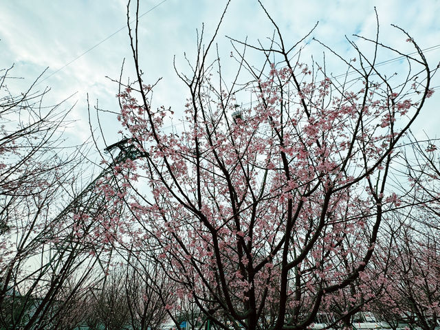 東涌櫻花園：春天的浪漫之旅🌸✨