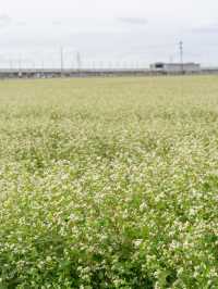 【福井県/あわら市】白い花が可愛いお花畑！