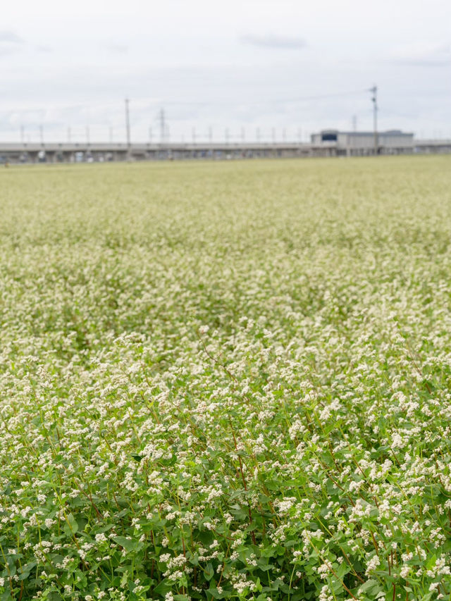 【福井県/あわら市】白い花が可愛いお花畑！