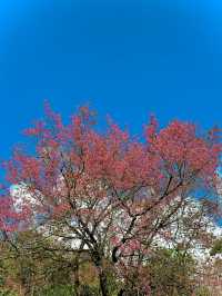 Wild Himalayan Cherry in Thailand